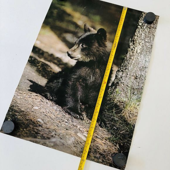 VTG 1978 Stuart Cassidy Poster #18 Black Bear Cub - Picture 4 of 5
